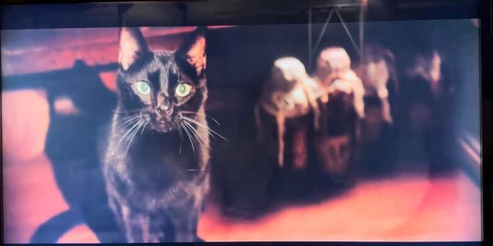 Primitive Witchery spell bottles featured in Hocus Pocus 2 — the shop cat sits in front of Loren's handcrafted bottles in the closing scene